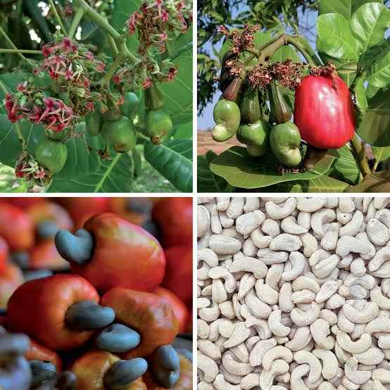 Natural Cashew nut 